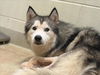 adoptable Dog in  named BALTO
