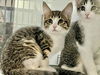 adoptable Cat in chapel hill, NC named *WARD