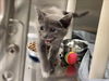 adoptable Cat in ,  named MERCURY