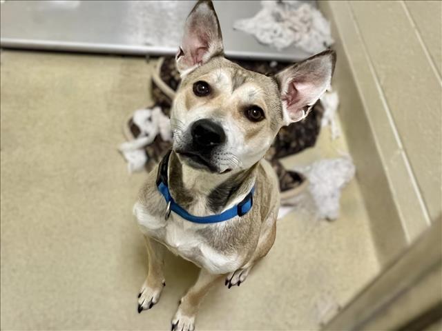 adoptable Dog in Chapel Hill, NC named LAIKA