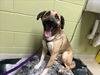 adoptable Dog in  named SHADOW