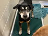 adoptable Dog in  named LUCY