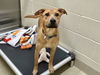 adoptable Dog in  named FRAPPE