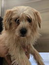 adoptable Dog in  named LADY