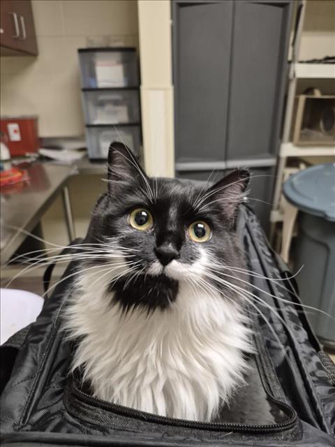 adoptable Cat in Chapel Hill, NC named TRIXIE