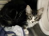 adoptable Cat in  named RICE