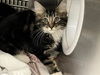 adoptable Cat in  named CABBAGE