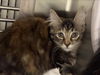 adoptable Cat in  named BEANS