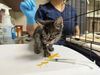 adoptable Cat in  named CHEERIOS