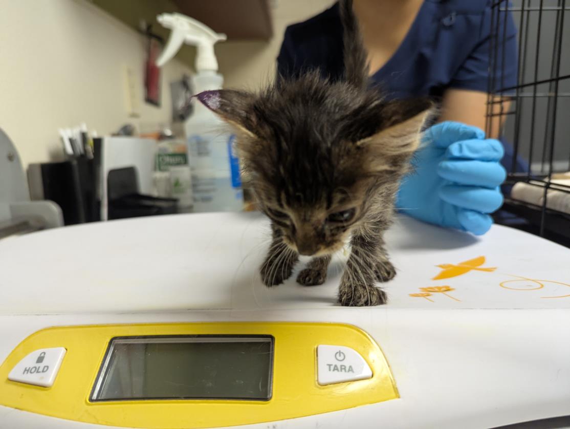 adoptable Cat in Chapel Hill, NC named HONEYCOMB