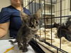 adoptable Cat in  named FROOT LOOPS