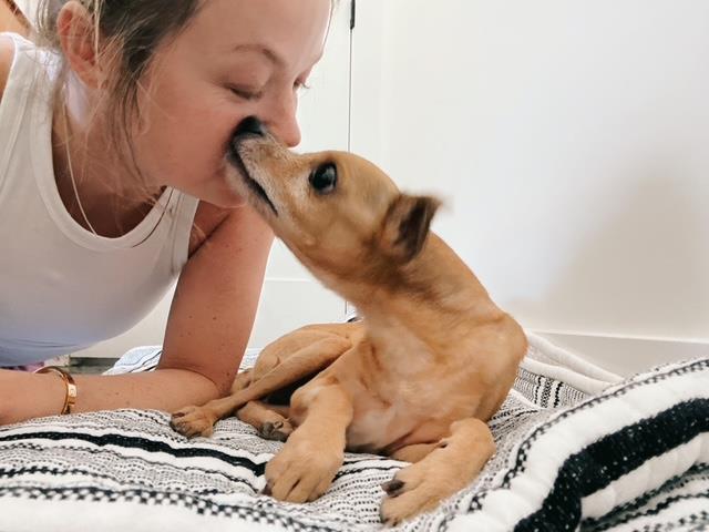 adoptable Dog in Chapel Hill, NC named BENGI