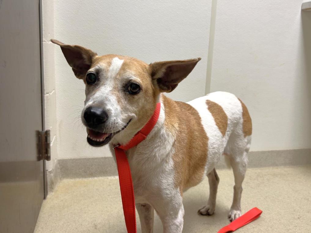 adoptable Dog in Chapel Hill, NC named LUCILLE