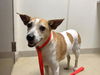 adoptable Dog in  named LUCILLE