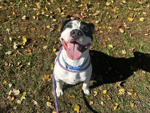 picture of the dog needing adoption