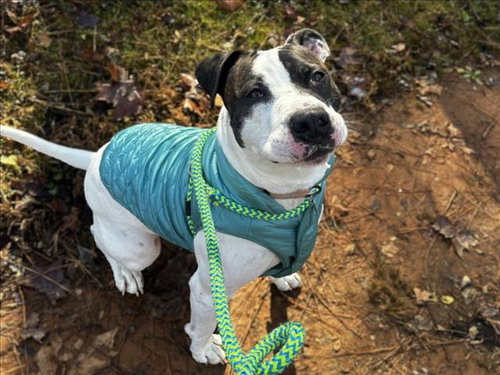 picture of the dog needing adoption