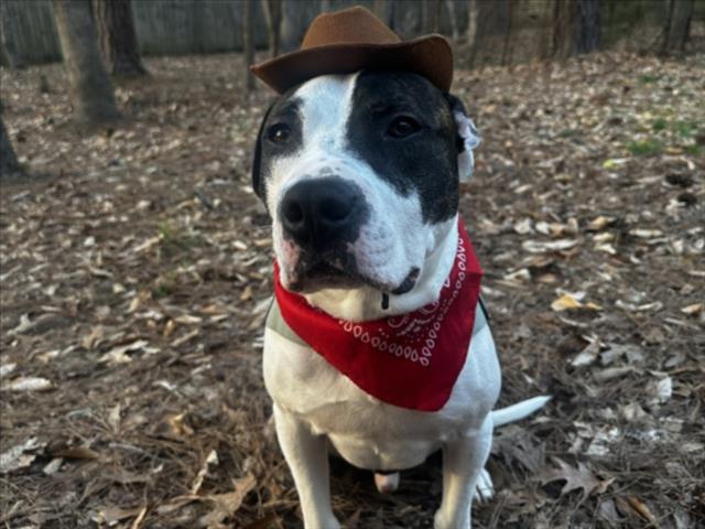 BENNY BOY