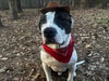 BENNY BOY - Photo 1