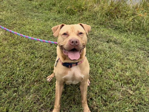 picture of the dog needing adoption