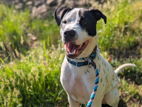 picture of the dog needing adoption