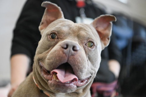 picture of the dog needing adoption