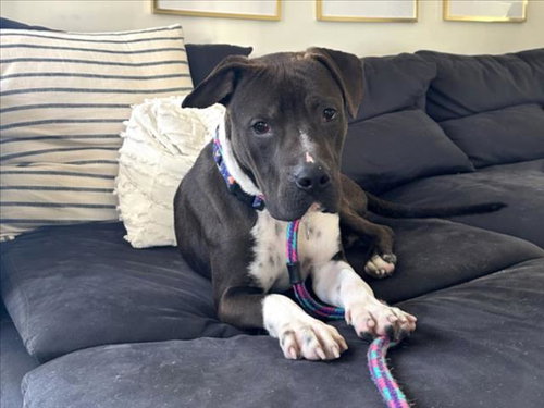 picture of the dog needing adoption