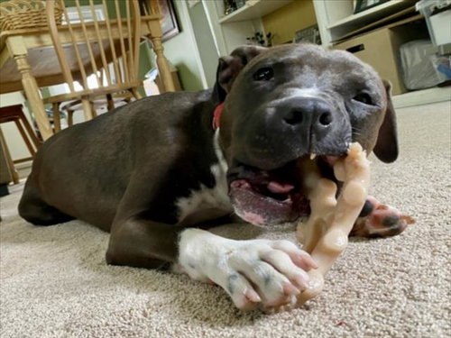picture of the dog needing adoption