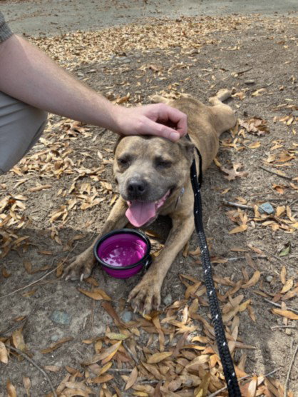 picture of the dog needing adoption