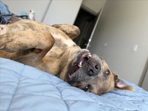 picture of the dog needing adoption
