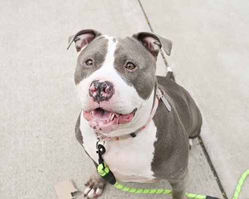 picture of the dog needing adoption