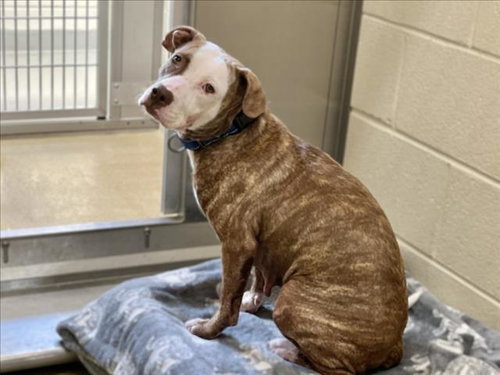 picture of the dog needing adoption