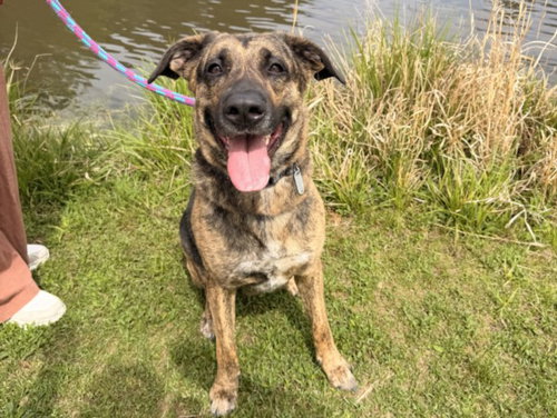 picture of the dog needing adoption