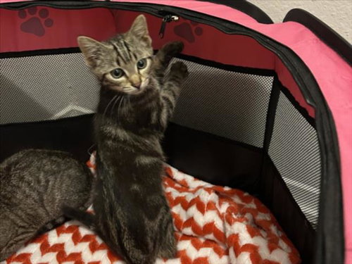 COWBOY DANCER, an adoptable Domestic Short Hair in Chapel Hill, NC