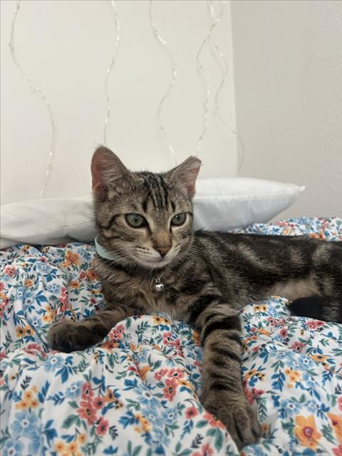 picture of the cat needing adoption