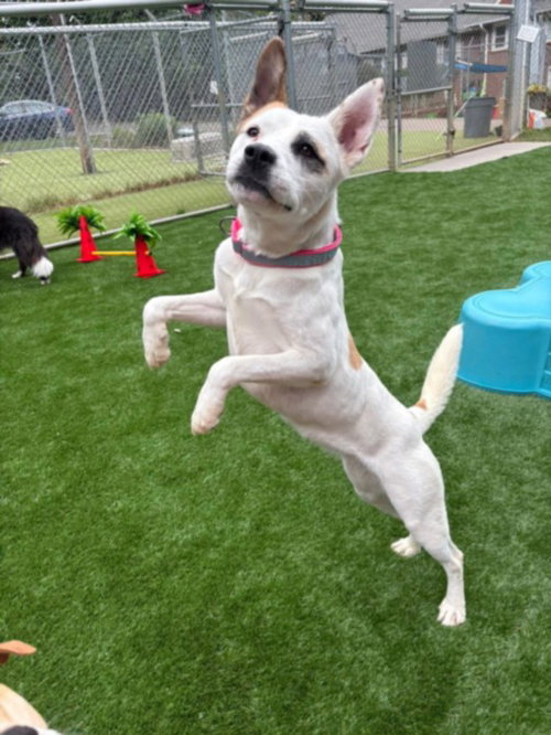 GINGER, an adoptable Akita in Chapel Hill, NC