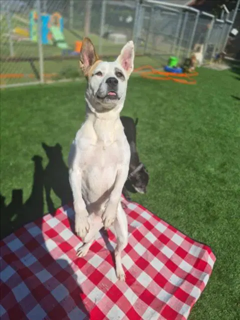 Ginger - Akita