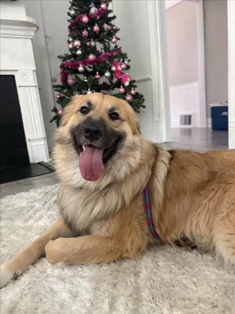 PAKITO, an adoptable Anatolian Shepherd in Chapel Hill, NC