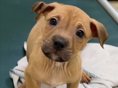 WOLFIE, an adoptable Hound in Chapel Hill, NC