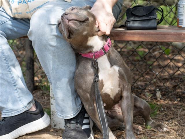 BLU
