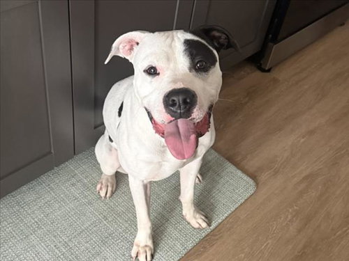 picture of the dog needing adoption