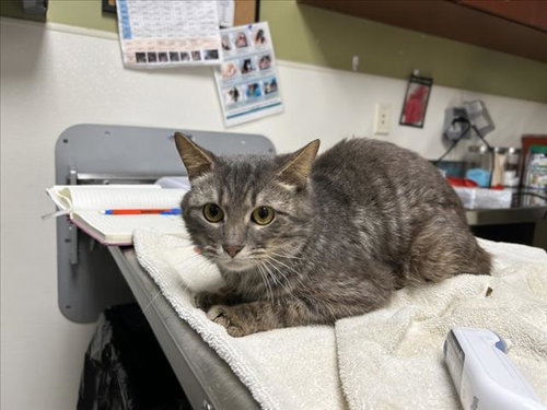 TAZ, an adoptable Domestic Short Hair in Chapel Hill, NC
