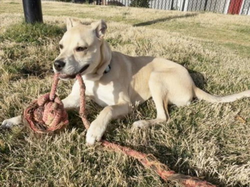 picture of the dog needing adoption