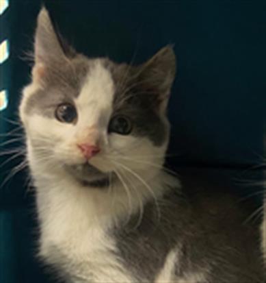 SNAGGLES, an adoptable Domestic Short Hair in Chapel Hill, NC