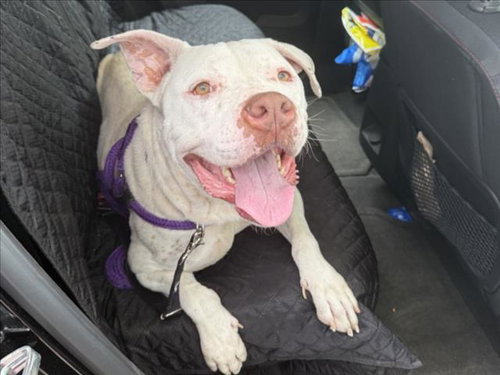 picture of the dog needing adoption