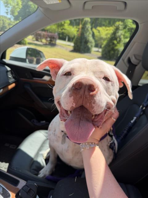 DRAKE, an adoptable Pit Bull Terrier in Chapel Hill, NC