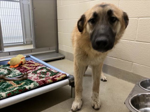 picture of the dog needing adoption
