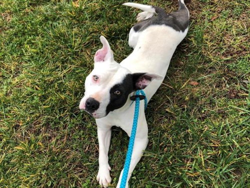 picture of the dog needing adoption