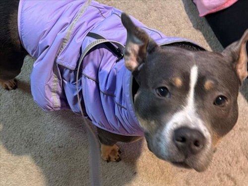 picture of the dog needing adoption