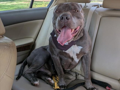 PEEWEE**, an adoptable Pit Bull Terrier in Chapel Hill, NC