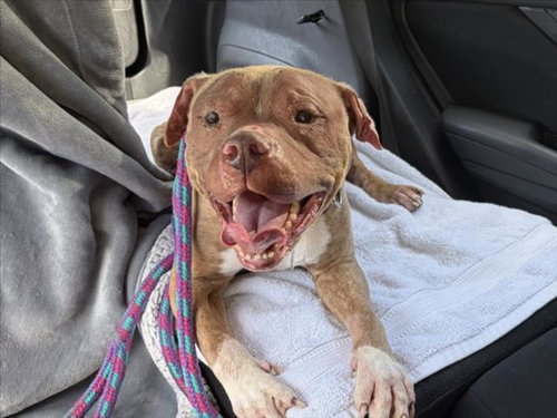 MONTE, an adoptable Pit Bull Terrier in Chapel Hill, NC